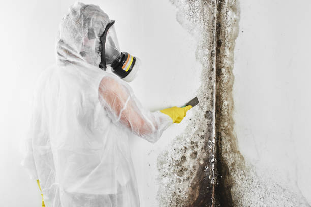 Best Mold Testing and Inspection Services in Terrell, TX
