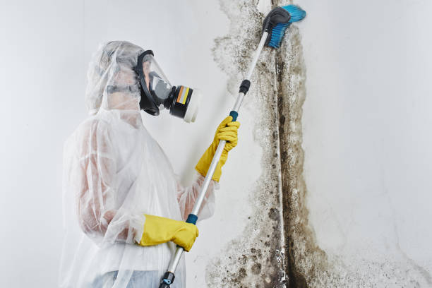 Best Mold Testing and Inspection Services in Terrell, TX