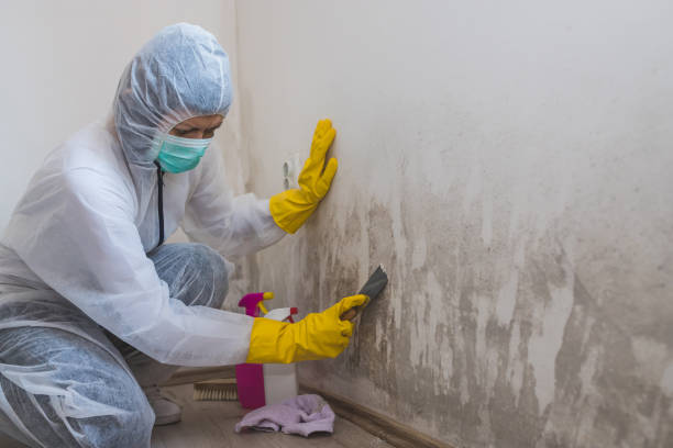 Best Attic Mold Remediation in Terrell, TX