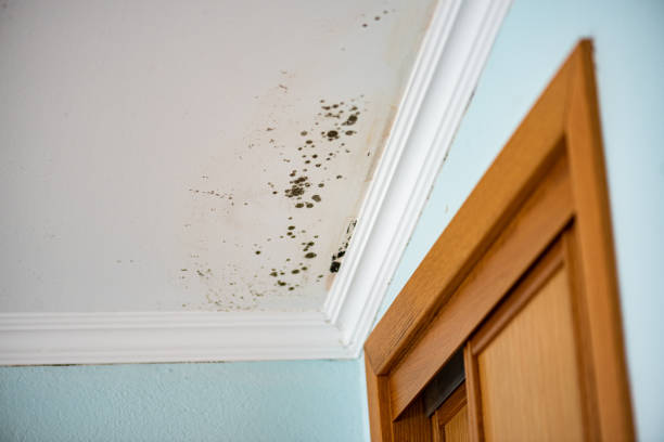  Terrell, TX Mold Removal Pros