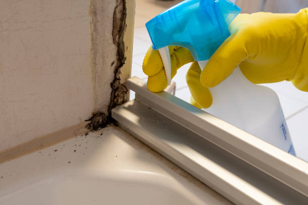 Best Insurance-Related Mold Remediation in Terrell, TX