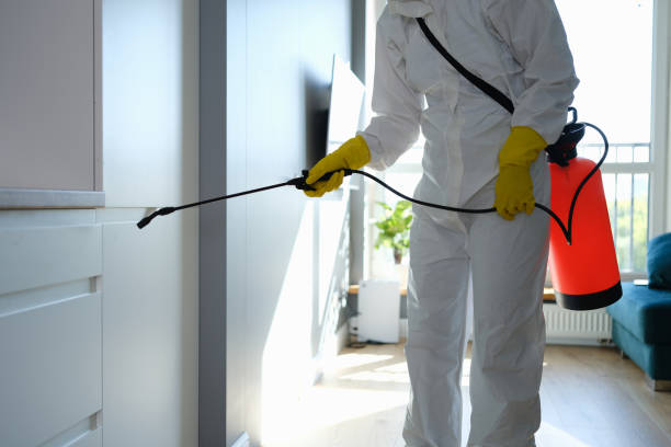 Best Post-Flood Mold Remediation in Terrell, TX