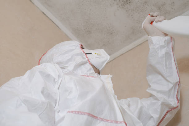 Best Preventive Mold Services in Terrell, TX