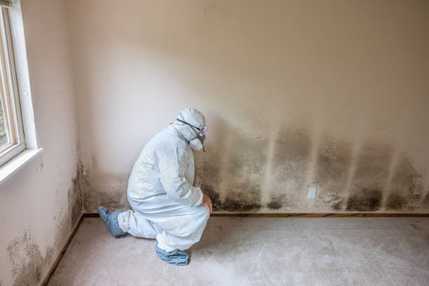 Best Bathroom Mold Remediation in Terrell, TX