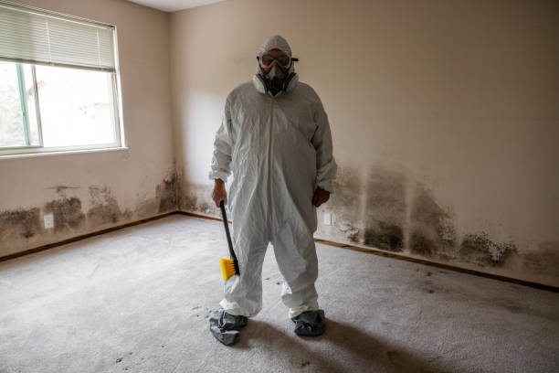 Best Attic Mold Remediation in Terrell, TX