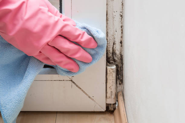 Best Residential Mold Remediation in Terrell, TX